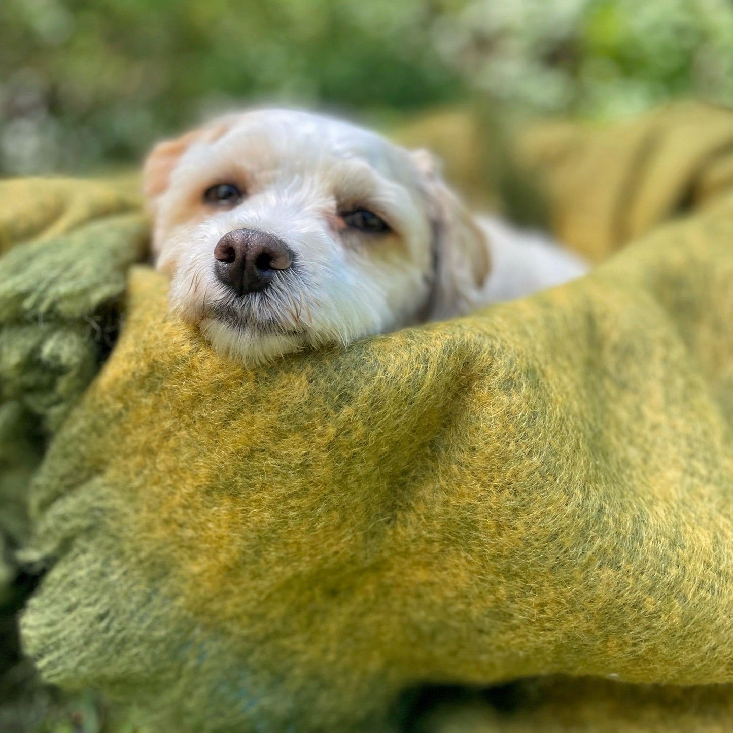 Mohair Throw - Mustard and Forest Green